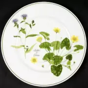 Portmeirion Welsh Wild Flowers Hardead & Celandine Dinner 10.75" NEW England