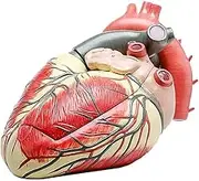 CHROX PVC Research on Teaching Demonstration of Anatomy Model, Anatomy Model, Large Heart Anatomy Model, Medical Model