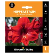 Bloomin' Bulbs Hippeastrum Floris Hoekker - Hippeastrum hybrid