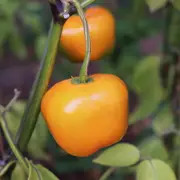 Chilli - Rocoto Manzano Orange seeds
