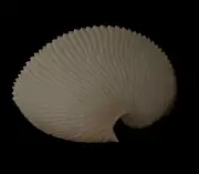 Sea shells Argonauta argo 187.7mm Aquarium Decoration Products