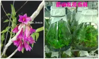 在飛比找Yahoo!奇摩拍賣優惠-永安蘭園 蘭花 瓶苗 蘭嶼紅花石斛學名:Dendrobium