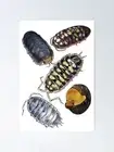 10 plus Mixed Isopods for cleanup crew for ant farms, terrariums, vivariums