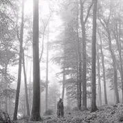 Taylor Swift: folklore - In The Trees Edition CD
