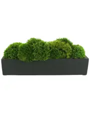 Creative Displays Mood Moss Arranged in Fiberstone Planter