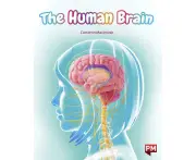 The Human Brain