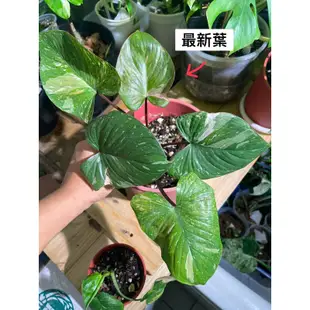 🪴斑葉春雪芋 /粉紅春雪芋/玫瑰斑Homalomena rubescens Variegated