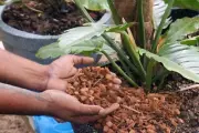 Coconut Husk chips, Husk fiber, Orchids flowers Anthurium Growing,Free shipping.