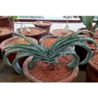 在飛比找蝦皮購物優惠-Aloe suprafoliata 喜岩蘆薈 種子 多肉