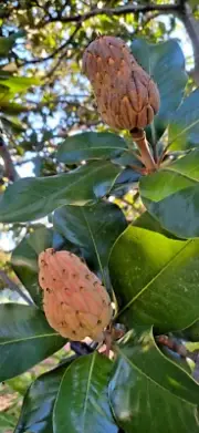 Southern Magnolia Tree Seed Pod 2-Pack!
