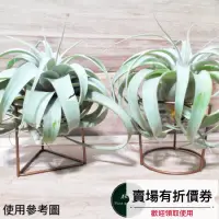 在飛比找蝦皮購物優惠-植藝-三角支架 ✧正反二用✧ T. xerographica