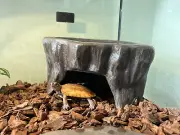 Reptile Hide Cave，handmade pottery