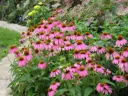 Echinacea seeds, 800 Coneflower seeds,Echinacea purpurea,medicinal plants,SW02