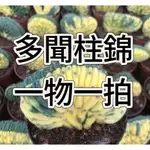 ↠有植感↞ ▮多聞柱錦綴化▮一物一拍 仙人掌 多肉植物 CACTUS  ECHINOPSIS PACHANOI 多聞柱