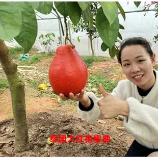 泰國暹羅三紅柚【嫁接粗頭大苗】越南三紅柚 泰國大紅袍蜜柚、紅鶴文旦、越南青柚 麻豆文旦 泰國考雅蜂蜜青柚 泰國紅寶石青柚