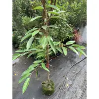 在飛比找蝦皮購物優惠-『宥植栽&果苗』黑刺榴槤 靠接大苗 高度約一米 免運費