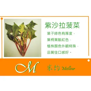 《Meilleur》紫沙拉菠菜種子100元 15 g