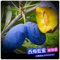 在飛比找蝦皮購物優惠-3代大果西梅藍蜜《嫁接苗-盆栽》紅肉李、恐龍蛋、蜂糖李、西瓜