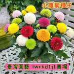 台園［開發票］收據 免運【乒乓菊種子】小雛菊種子 菊花籽 洋甘菊 籽 四季開花不斷 陽臺盆栽植物花卉種子