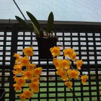 在飛比找蝦皮購物優惠-黃金《金錢》石斛Dendrobium aggregatum(