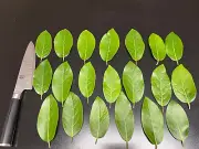 20, Freshly picked Organic Bay Leaves Leaf, Laurus herb spice Large