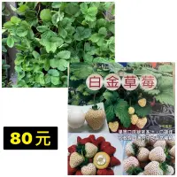 在飛比找蝦皮購物優惠-霏霏園藝白金草莓苗特價一棵150元原價200元