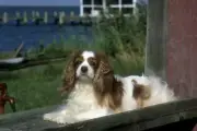 Cavalier King Charles Spaniel Floor Mat