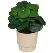 Otto Pilea in Pedestal Planter