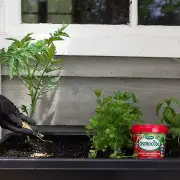 Scotts Osmocote Tomato, Vegetable and Herb Plant Food Slow Release Feriliser-700