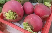 TURNIP 'Hidabeni' / Japanese Turnip seeds