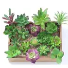 Vivid Bonsai Home Decor Succulents Floral Craft Fake Flowers Artificial Plants