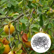 Fruit Tree Branch Shaper Spreader Bender Plants Wire Stakes