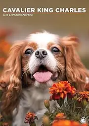 Cavalier King Charles Calendar 2026 – A Year with the Elegant Companion Dog