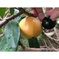 在飛比找蝦皮購物優惠-華順農園 / 最新品種肯布卡樹葡萄實生苗 水果樹苗