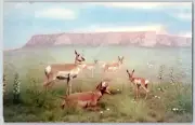c1960s American Antelope Rolling Prairie 8.5"x5.5" Vintage Large Giant Postcard