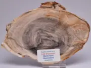 CASUARINA PETRIFIED FOSSIL WOOD, late Oligocene, Queensland Australia S430