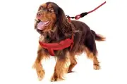 Red Adjustable Dog Harness Leash Set Mesh Pet Puppy Vest Lead For Medium Large Dog