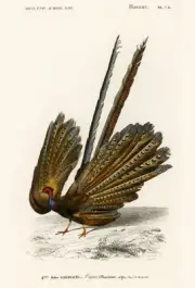 Argus Pheasant (Phasianus Argus) - 1849 - Illustration Magnet
