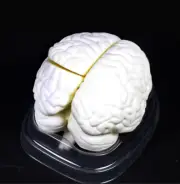 Life Size Human Brain Teaching Sdudy Anatomical Model 3 Parts 6 x 5 x 7.5 Inches