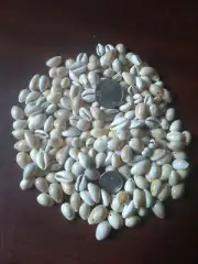 400 Small Ringtop Cowrie ( PREHOLED ) Shells Seashells Crafts Hobby Jewelry