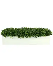 Creative Displays Boxwoods Arranged In A White Rectangular Planter