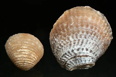 2 x AGATIZED FOSSIL BIVALVE SHELLS FROM MOROCCO, DEVONIAN