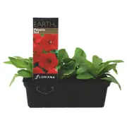 Punnet Petunia Red - Petunia hybrida