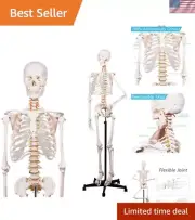 Human Skeleton Model for Anatomy -Life Size Anatomical Skeleton Medical Model...