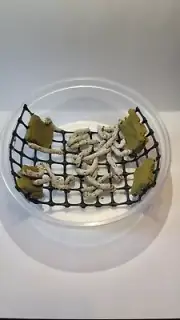 Medium Live Silkworms w/1oz chow (30 Medium Live Silkworms & Food)