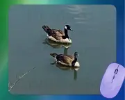 Cool Canadian Geese on pond mouse pad