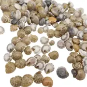 200PCS Sea Shell Flat Conch 2-10mm Shell Decoration Art Ornament for Fish Tank