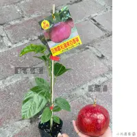 在飛比找蝦皮購物優惠-小花園藝 巨無霸紅蘋果百香果 新品種百香果 紅蘋果百香果 3