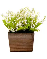 National Tree Company 10In White Lily-Of-The-Valley Flowers In Wood Box NoSize