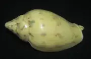 78 mm GREAT PATTERN Cymbiola Flavicans Volute Seashell Combine Ship